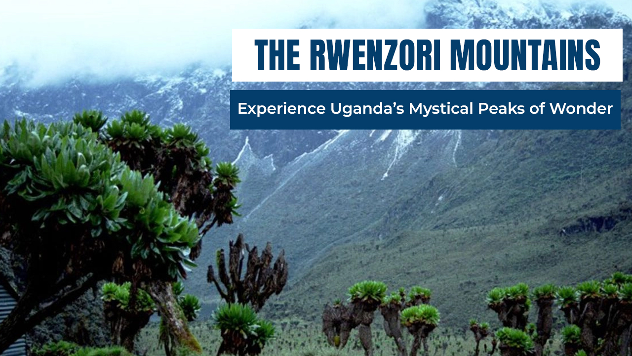 Rwenzori Mountains